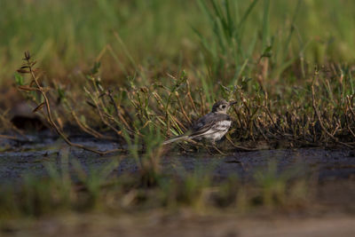 Bird perching on a field