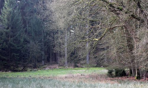 Trees growing in park