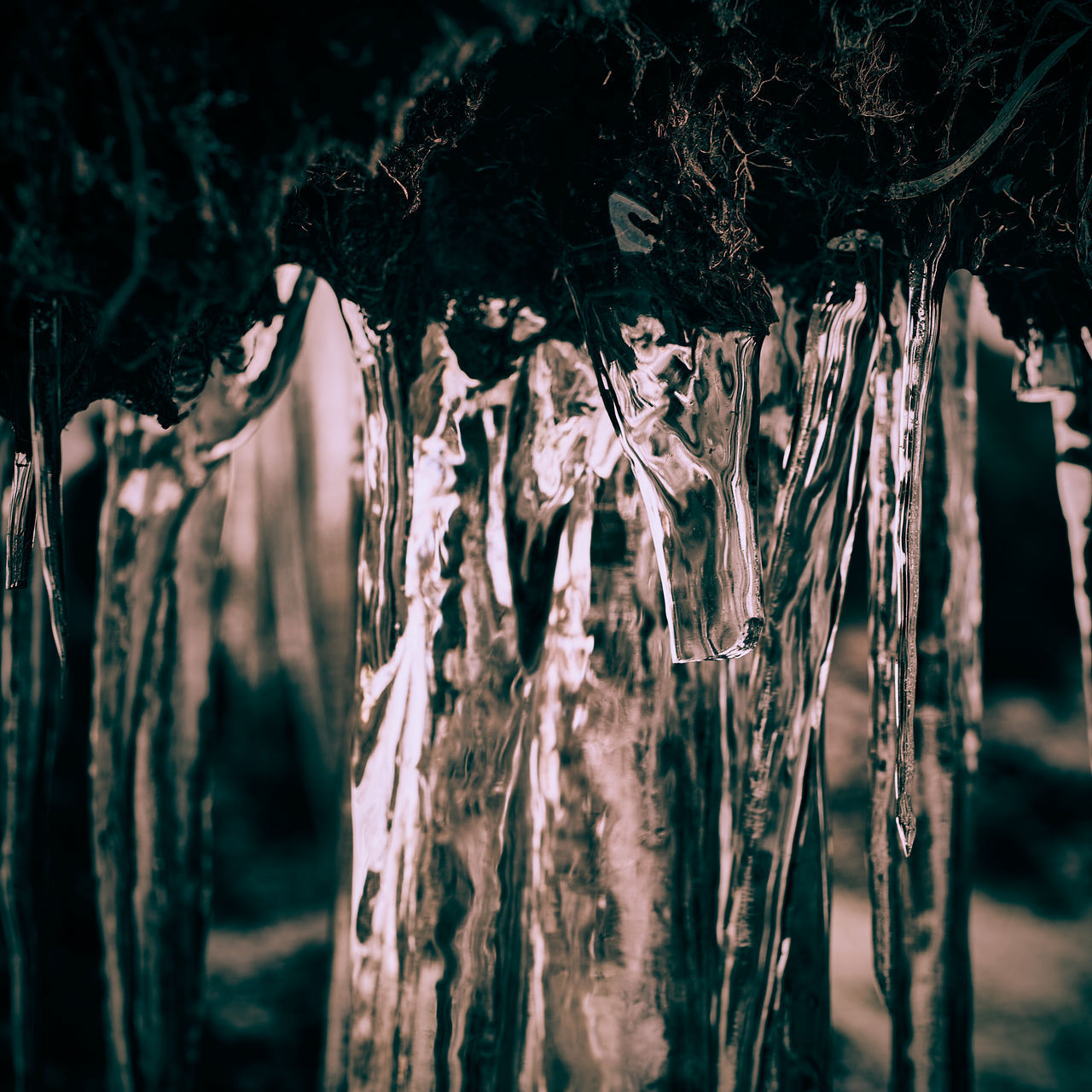 CLOSE-UP OF FROZEN PLANTS AGAINST TREES
