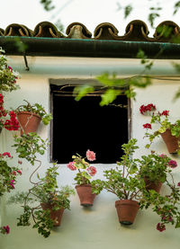 Potted plants on window of building