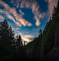 Low angle view of trees against sky during sunset