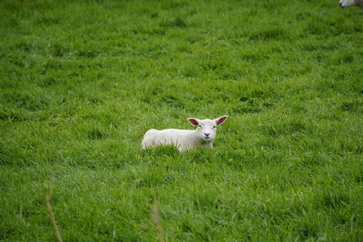 Cat lying on grass