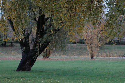 Trees on autumn leaves