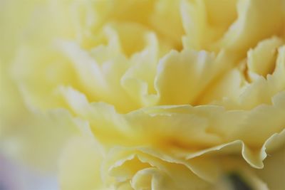 Full frame shot of yellow flower