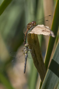 Close-up of damselfly on leaf