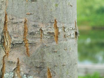 Close-up of lizard on tree trunk