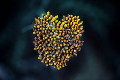 Close-up of yellow flowers