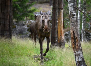 View of animal on tree trunk