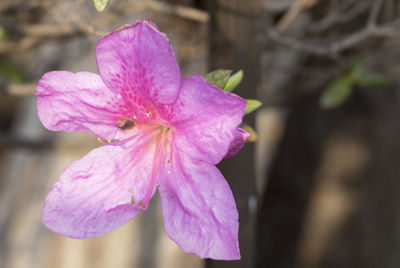 Close-up of pink flower