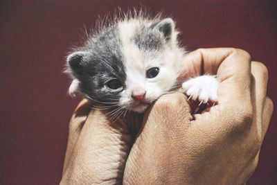 Close-up of hand holding kitten