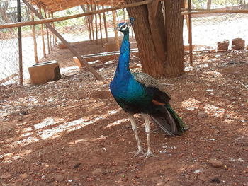 Close-up of peacock perching on tree