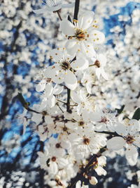 Close-up of white cherry blossoms in spring