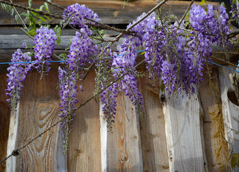 Close-up of purple flowering plants hanging on fence