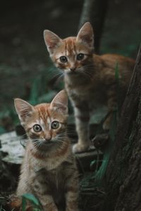 Portrait of kittens by tree trunk