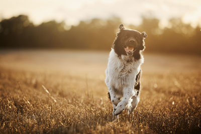 Happy dog running on field. portrait of joyful czech mountain dog on sunny autumn day.