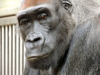 Close-up portrait of monkey