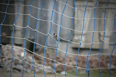 Bird perching on a fence