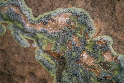 Close-up of lizard on rock