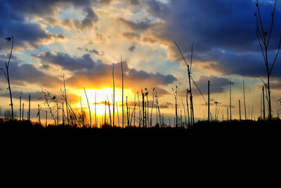 Silhouette plants against sky during sunset