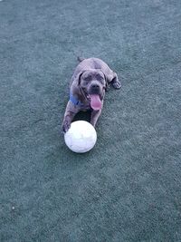 High angle view of dog playing with ball