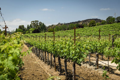 Scenic view of vineyard against sky