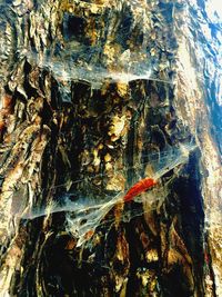 Close-up of lizard on tree trunk