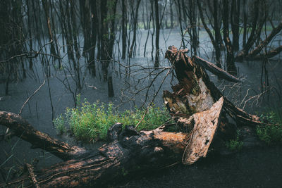Fallen tree by lake in forest