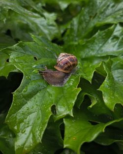 Snail on a leaf, taken just after it had finished raining which gave a nice sheen on the leaf. 