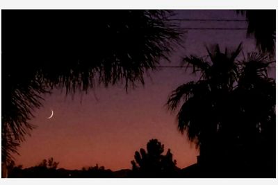 Silhouette of trees at sunset