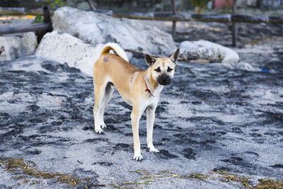 Portrait of dog