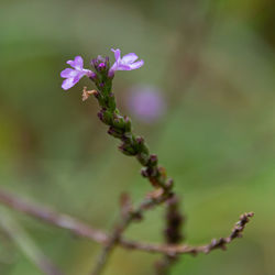 Close-up of purple flowering plant