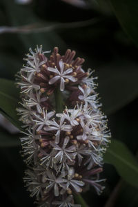 Close-up of flowers blooming outdoors