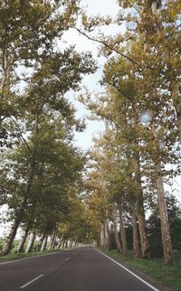 Empty road amidst trees against sky