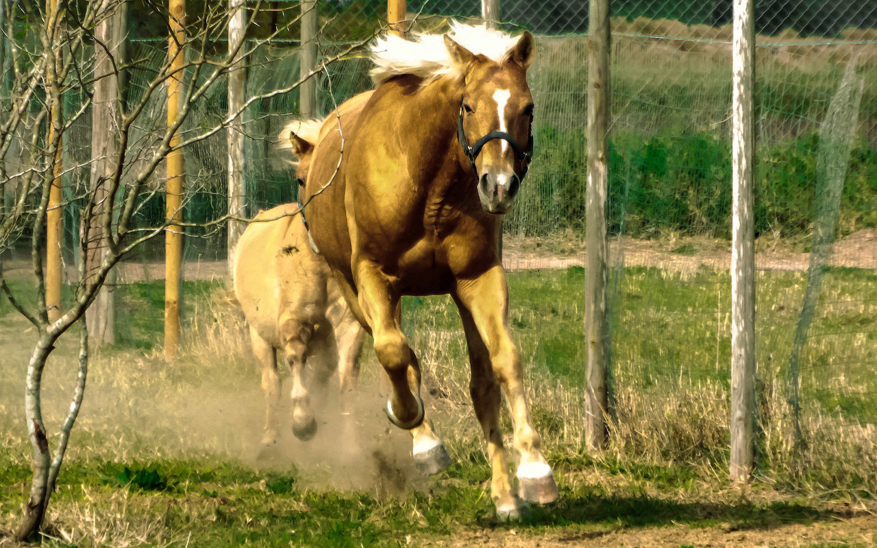 Horse running