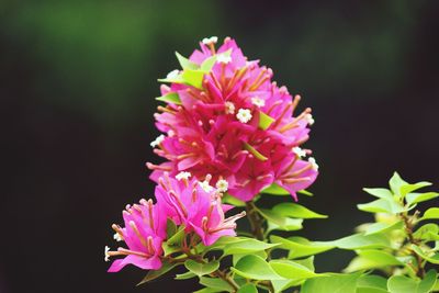 Close-up of pink flowering plant