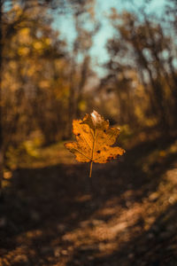 Close-up of dry maple leaves on tree