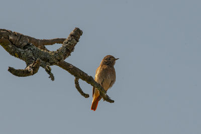 Low angle view of bird perching on tree against clear sky
