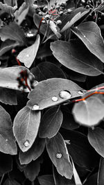 Close-up of plants