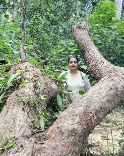tree