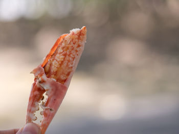 Close-up of hand holding crab. crab meat