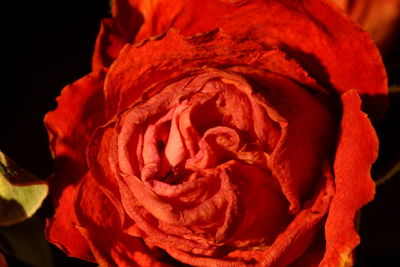 Close-up of red rose