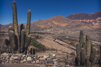 Cactus growing in desert against sky