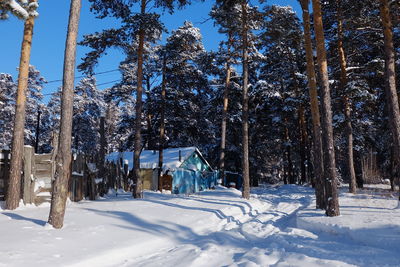Trees on snow covered field