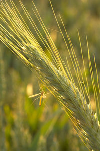 Close-up of stalks against blurred background