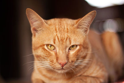 Close-up portrait of a cat