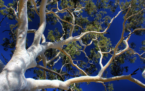 Low angle view of tree against sky