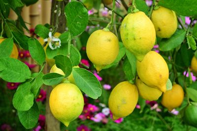 fruit