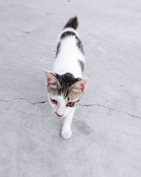 High angle portrait of cat looking at camera