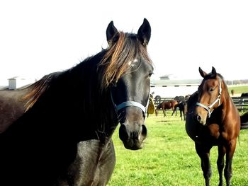 Horses grazing on field