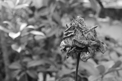 Dry rose black and white.